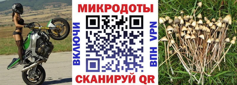 Псилоцибиновые грибы Psilocybine cubensis Архангельск